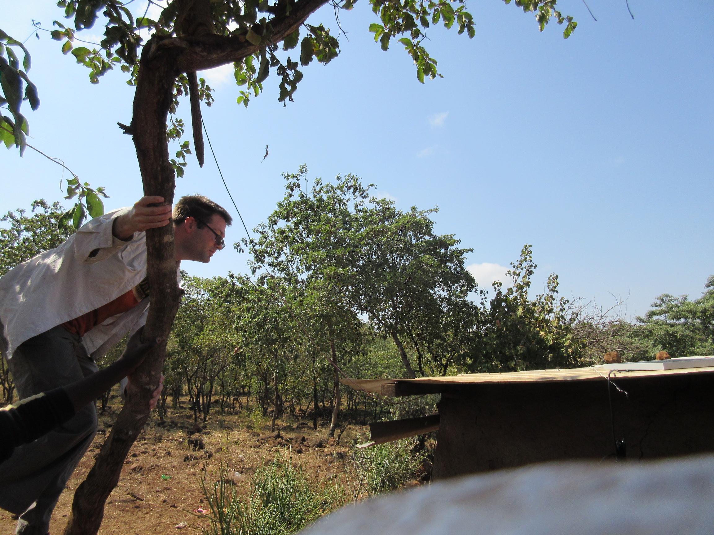 Climbing the tree